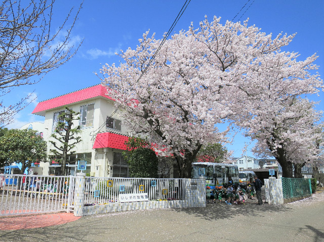 みんなを桜がお出迎え